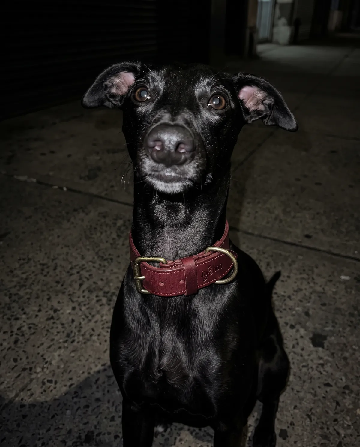 Visualisation: a black whippet sitting on a pavement at night in the wide red buckle collar