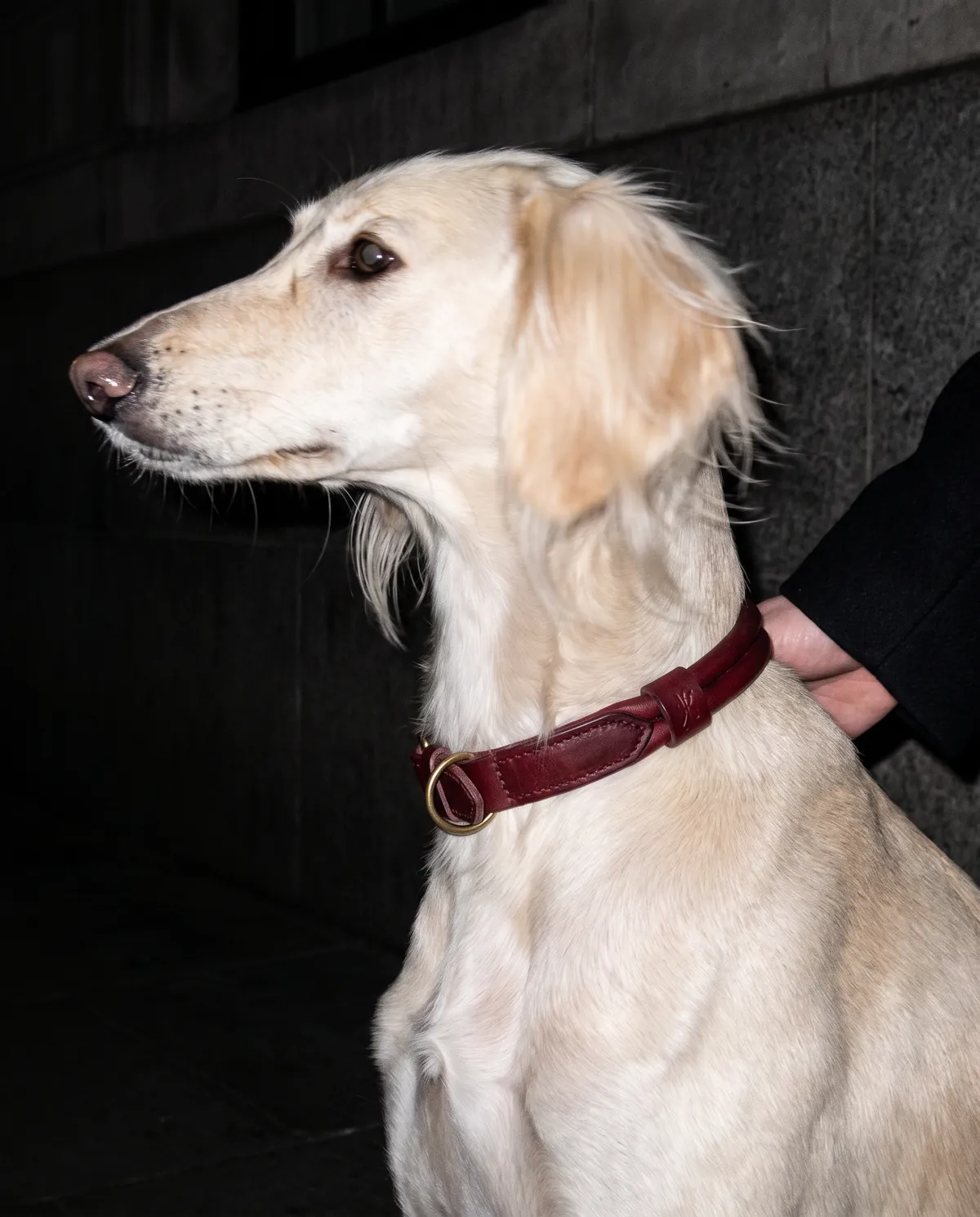 Visualisation: a cream saluki in profile against a dark stone wall, wearing the rolled red collar