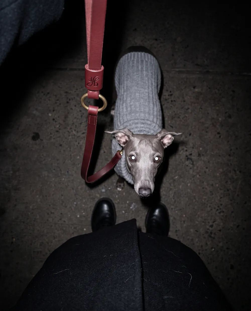 Visualisation: looking down past a black coat at the greyhound on the red lead, the Jb keeper and brass ring in frame