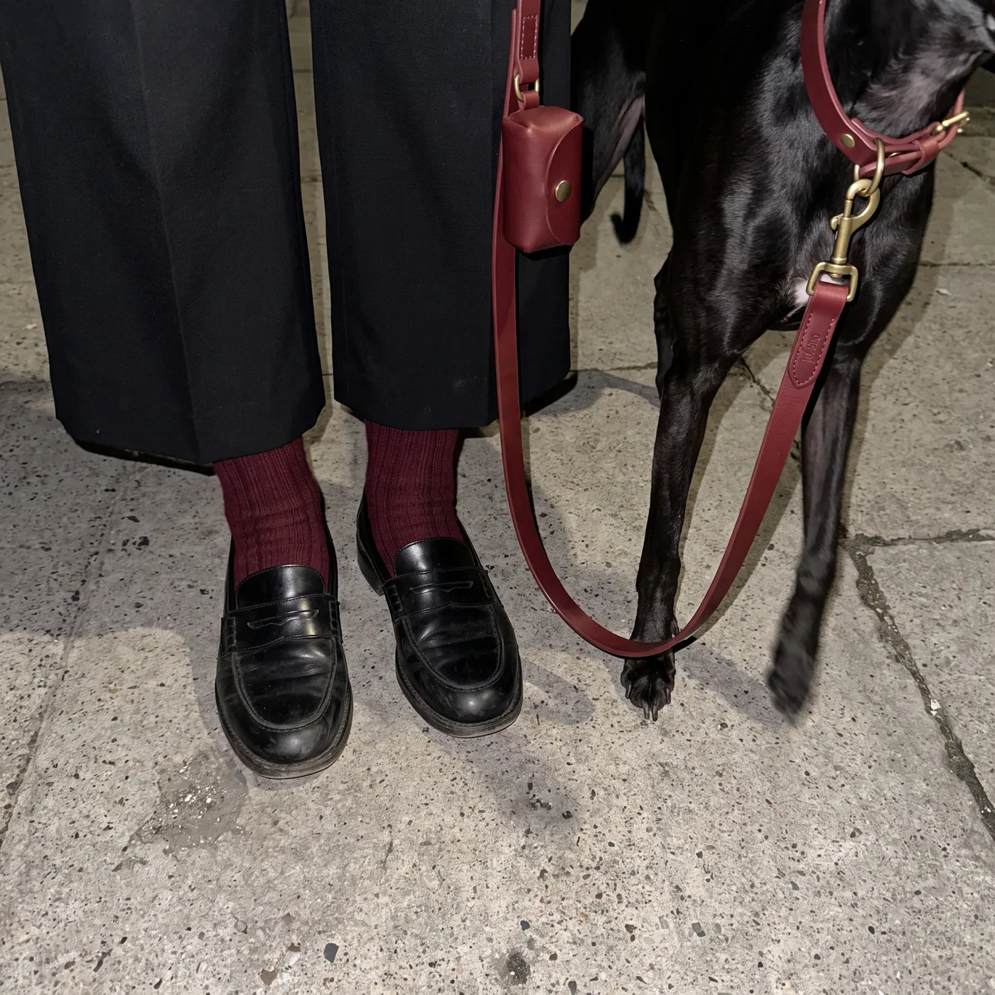 Visualisation: a black whippet on an aged red leather strap with a matching bag holder, beside black loafers and burgundy socks on a pavement